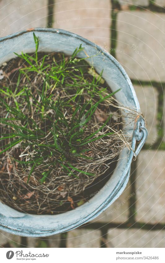 Schnittlauch säen Selbstversorung Urban Gardening Kräuter & Gewürze selbstversorger Blumentopf Garten einsäen