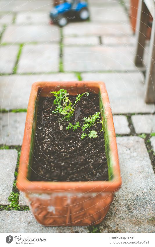 Petersilie säen Selbstversorung Urban Gardening Kräuter & Gewürze selbstversorger Blumentopf Garten einsäen