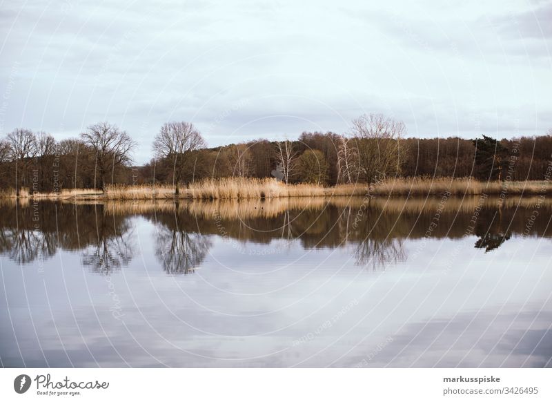 See Spiegelung mit Bäumen ohne Lauf see Spiegelung im Wasser wasser teich Frühling Frühjahr Schilfrohr