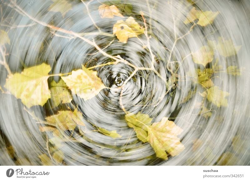 mein herbst Kunstwerk Umwelt Natur Luft Herbst Klimawandel Wind Baum Blatt schön trist grau grün Dynamik rotieren Bewegung Doppelbelichtung Ast Gedeckte Farben