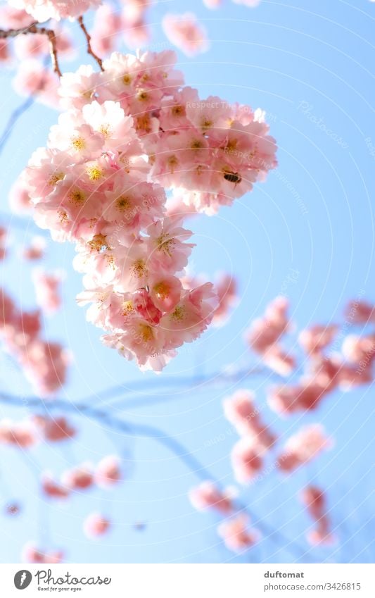 Hanami, Kirschblüte, zarte rosa Blüten vor blauem Hintergrund blauer Himmel zerbrechlichkeit Frühling Pflanze Natur Farbfoto Außenaufnahme Blume Blühend schön