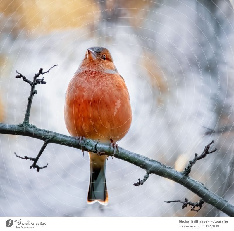 Buchfink auf einem Zweig Fringilla coelebs Fink Tiergesicht Vogel Kopf Schnabel Auge Feder gefiedert Flügel Krallen Wildtier Zweige u. Äste Baum Schönes Wetter