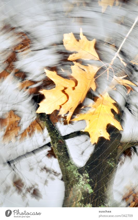 mein herbst II Umwelt Natur Herbst Klima Baum Blatt trist Bewegung Vergänglichkeit Wandel & Veränderung Ast Baumstamm Himmel Dynamik Gedeckte Farben