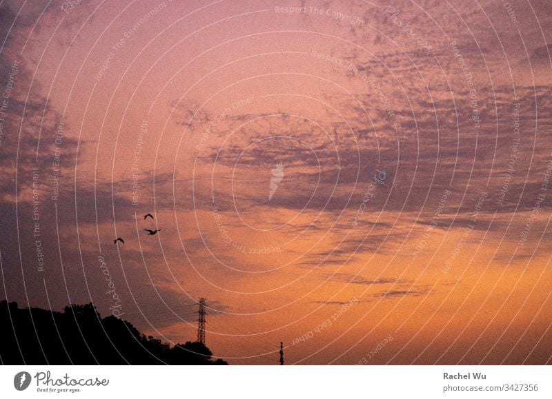 orangefarbener Sonnenuntergang mit fliegendem Vogel Sternstunde Vogelflug Himmel