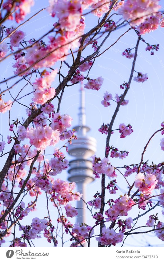 Kirschblüten und Olympiaturm Fernsehturm München Olympiapark Außenaufnahme Farbfoto Himmel Architektur Wahrzeichen Sehenswürdigkeit Tag Bauwerk Menschenleer