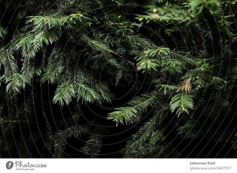 Zweige eines Nadelbaums in Nahaufnahme Douglasie Kiefer Tanne Fichte Weihnachten Weihnachtsbaum Baumschmuck Lametta Wald Grün Nadeln Forst Förster Baumfäller