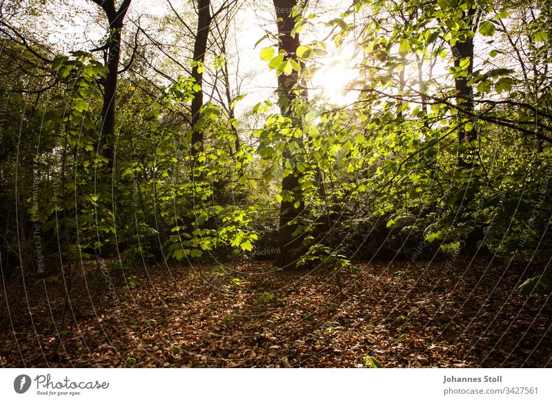 Herbstlicher Wald im Gegenlicht Laub Zweige Licht Sonne Sonnenaufgang Sonnenuntergang Dämmerung Angst Thriller Waldsterben Krimi Fundort Tatort Gefahr Spazieren