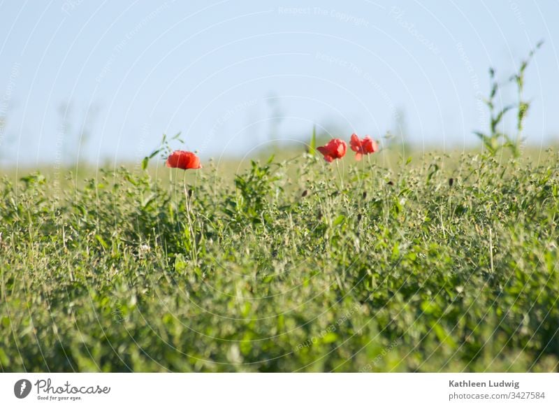 Mohnblumen Mohnblüten Feld Wiesenrand Wiesenkräuter Kornblumen grün Sommer rot Pflanzen Natur Farbfoto Außenaufnahme