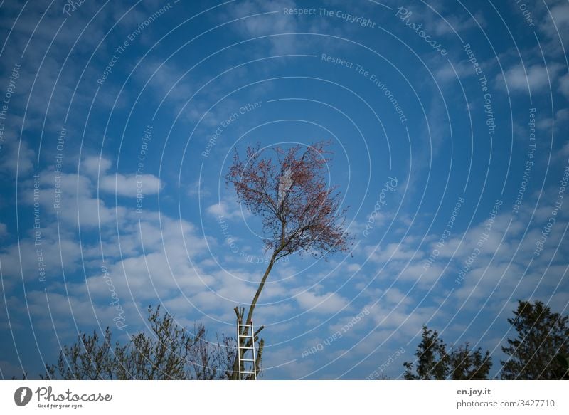 Eine Leiter, die für den Baumbeschnitt an einem Baum lehnt, unter blauem Himmel mit Schäfchenwolken Baumschnitt Schneiden Blau Blauer Himmel Wolken Wölkchen