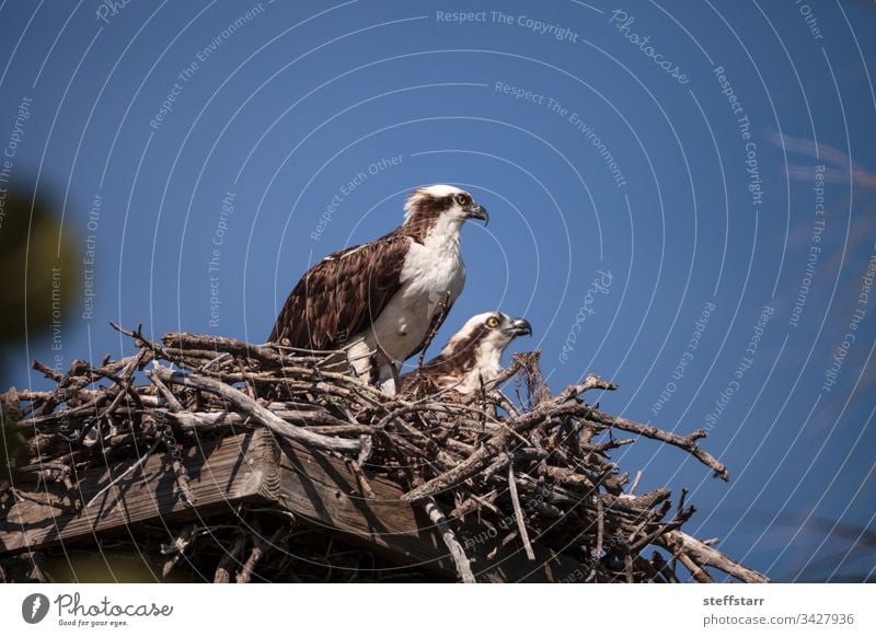 Weibliches und männliches Fischadler-Paar Pandion haliaetus in einem Nest Zucht-Paar gepaartes Paar Verschachtelung Frau männlicher Fischadler Vogel Raptor