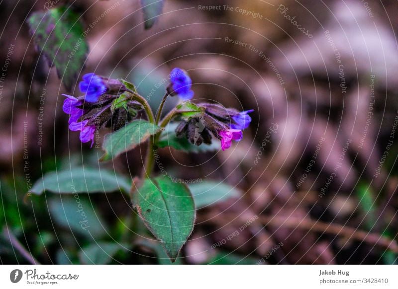 Lila Blüten im Frühling Blume Blumenwiese blumen Pflanze Pflanzen Vegetation Flora und Fauna Waldboden Blatt Blätter Natur Landschaft Sommer Herbst Deutschland