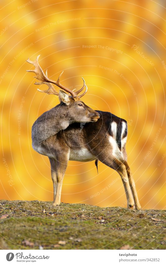 Damhirschbock im Herbst schön Jagd Mann Erwachsene Natur Landschaft Tier Park Wiese Wald stehen groß braun gold Einsamkeit Farbe Hirsche Bock Dama Damwild