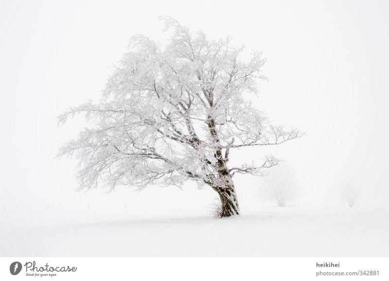 Winterland Ferien & Urlaub & Reisen Schnee Winterurlaub Natur Landschaft Wetter Nebel Baum Berge u. Gebirge kalt schön braun weiß Einsamkeit Gedeckte Farben