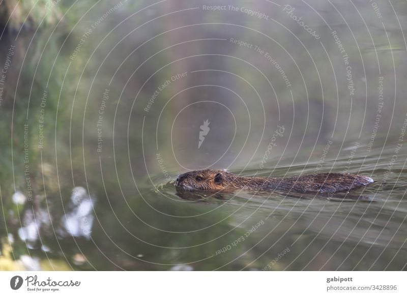 Bieber im Spreewald Tier bieber Menschenleer Außenaufnahme Farbfoto Natur Umwelt Wildtier Landschaft natürlich Schwache Tiefenschärfe grün Schwimmen & Baden