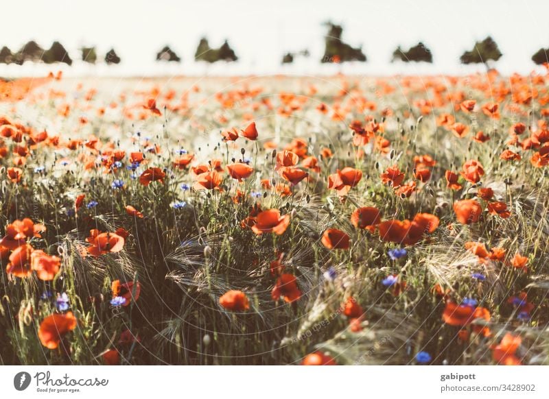 Blumenwiese mit Klatschmohn Mohn rot Blüte klatschmohnfeld Sommer Wiese Pflanze Mohnblüte Feld Mohnfeld Außenaufnahme Idylle Farbfoto Menschenleer mohnwiese