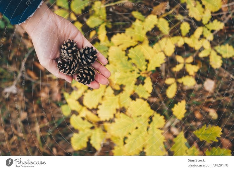 Frau hält Kiefernzapfen im Wald, Ansicht von oben Zapfen Beteiligung Hand Top gelb lassen Blatt Herbst Hände weiß Natur Zeder Hintergrund braun Winter