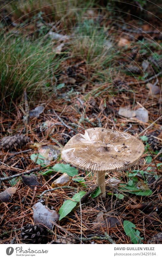 Draufsicht Weißer Pilz im Wald Spuren Weg Herbst Regen Regenwald Kontrast grün weiß Gras Feld Baum ocker Natur bewältigen Selbstvertrauen Licht Einsamkeit