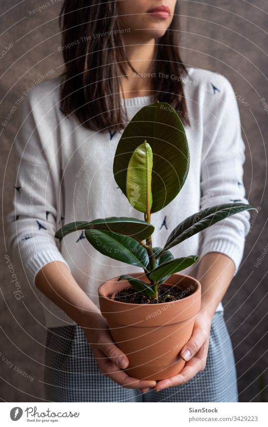 Frau mit Ficus-Pflanze Topf Blume Beteiligung Halt Hände Blumenhändler Geschenk geblümt weiß im Innenbereich Ficus elastica Hintergrund Person Blütezeit