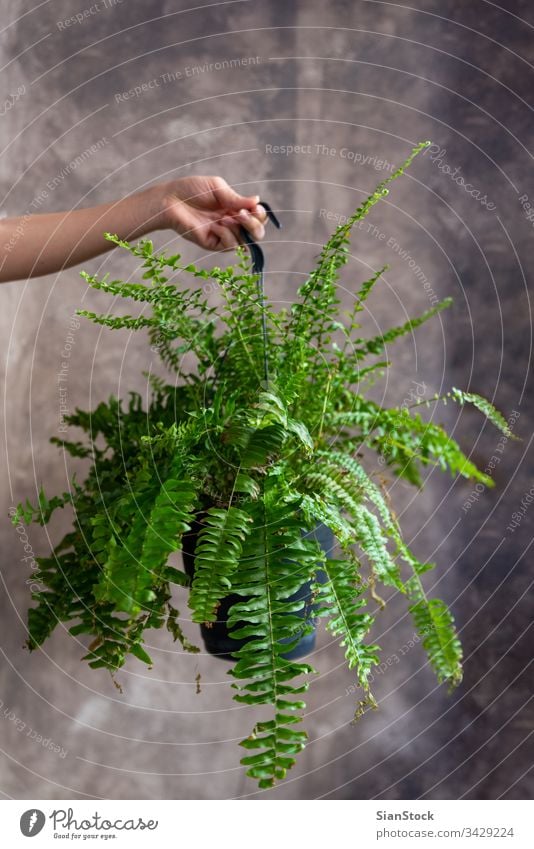 Frau mit Farnpflanze Topf Blume Beteiligung Halt Hände Pflanze Blumenhändler Geschenk geblümt Wurmfarn Pteridophyta Hintergrund Person Blütezeit botanisch grün