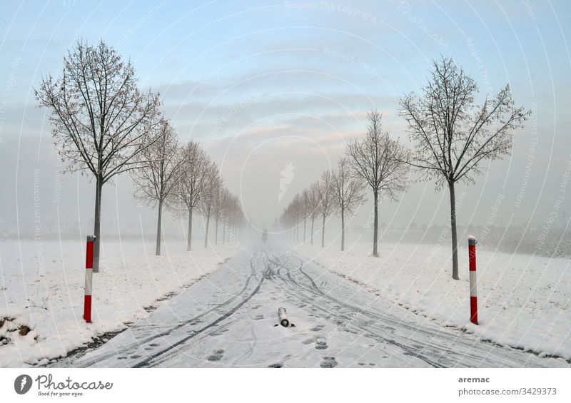 Allee mit Schnee und Fahrradspuren Winter Baum Eis Himmel Spuren Landschaft Natur Kälte Frost blau weiß