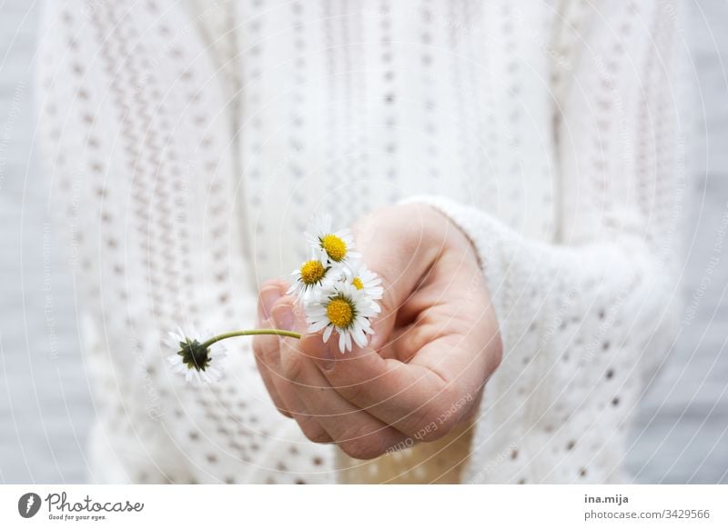 Blumen für dich! Gänseblümchen Gänseblumen weiß gelb Blüten Blumenstrauß Muttertag Valentinstag Pflanze schön Frühling Frühlingsbeginn Natur neutral Geburtstag