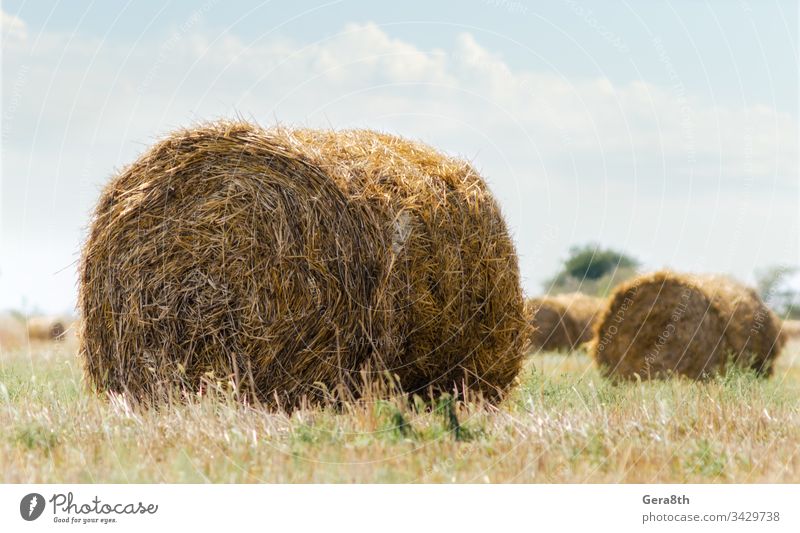 Herbstlandschaft mit runden Heuhaufen in grünem Gras auf einem Hintergrund von Bäumen und Himmel mit weißen Wolken Ukraine blau Klima Tag Bauernhof