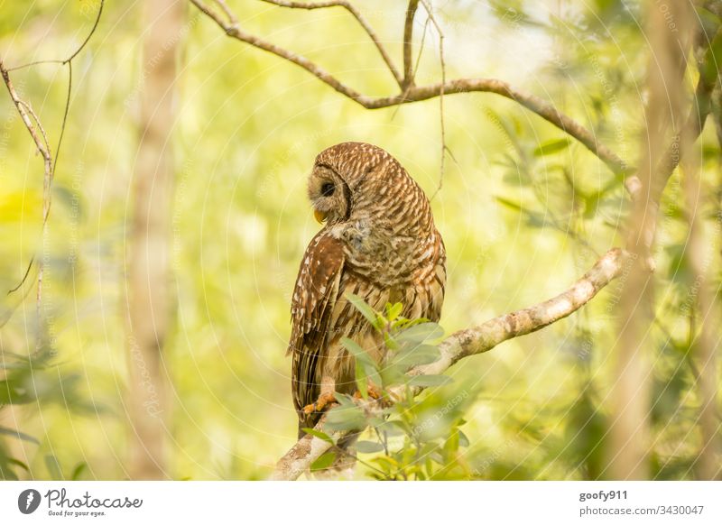 Eule Eulenvögel Vogel Tier Wildtier Außenaufnahme Feder Greifvogel Tierporträt Tiergesicht Schnabel Natur Flügel Detailaufnahme Blick beobachten Farbfoto Baum