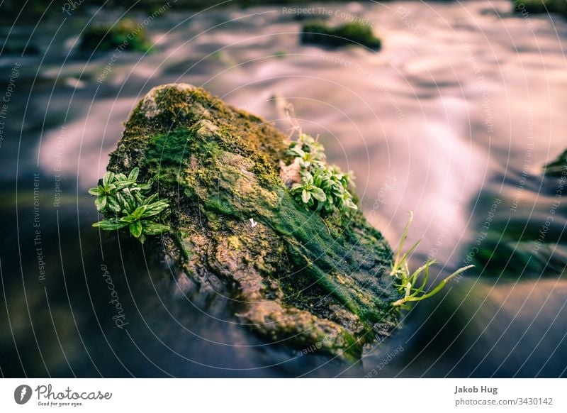 Mit Blumen bewachsener Stein in der Strömung eines Flusses Fels Wasser fließen See Brandung Gewässer glatte Wasseroberfläche glattes Wasser Wasserfall Pflanze