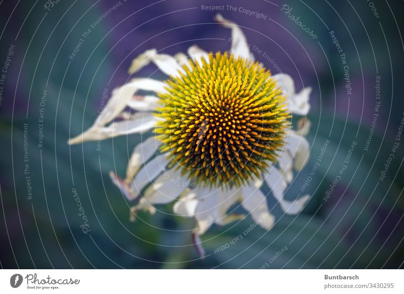 vewelkte Blume Kornblume gelb weiß Pflanze verwelkt Nahaufnahme alt Jahreszeit Sommer Herbst Leben Natur