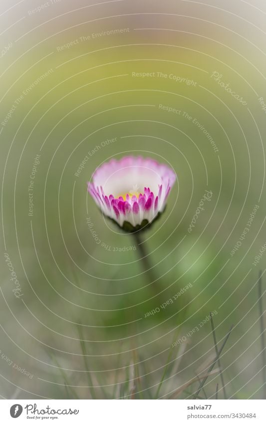 Gänseblümchen natur Makroaufnahme natürlich Frühlingsgefühle Textfreiraum oben Unschärfe Wiese Gras schön Schwache Tiefenschärfe Garten Wachstum grün