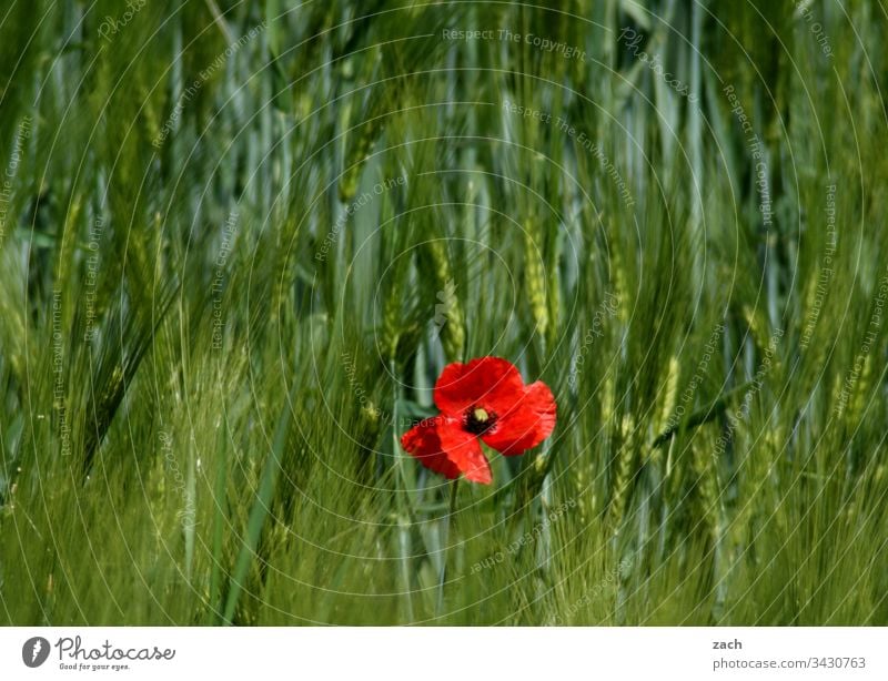 hier riechts doch nach... l Frühling Mohn Wiese Feld Weizen Weizenfeld Getreide grün Nutzpflanze Landwirtschaft Außenaufnahme Natur Pflanze Farbfoto