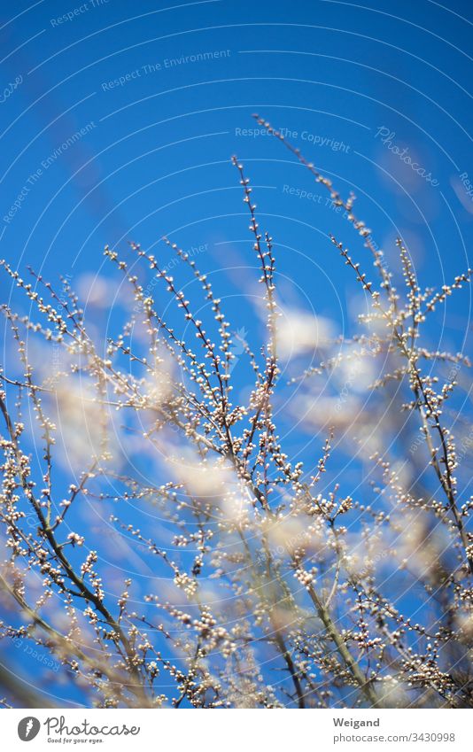 Frühlingsblüten Himmel Blume Blüte Aufbruch Sonne Natur Duft blühen Menschenleer Garten Wiese Spaziergang