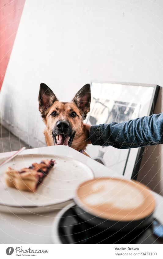 Hund in einem Cafe Dessert weiß Café Kaffee Kaffeetasse Pasteten Kaffeepause Kaffeehaus Ingwer-Hund