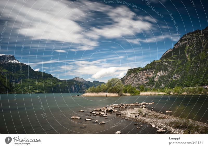 Sturm in Flüelen am Vierwaldstättersee Umwelt Natur Landschaft Urelemente Erde Luft Wasser Himmel Wolken Sonne Sonnenlicht Sommer Schönes Wetter Wind Wärme Baum