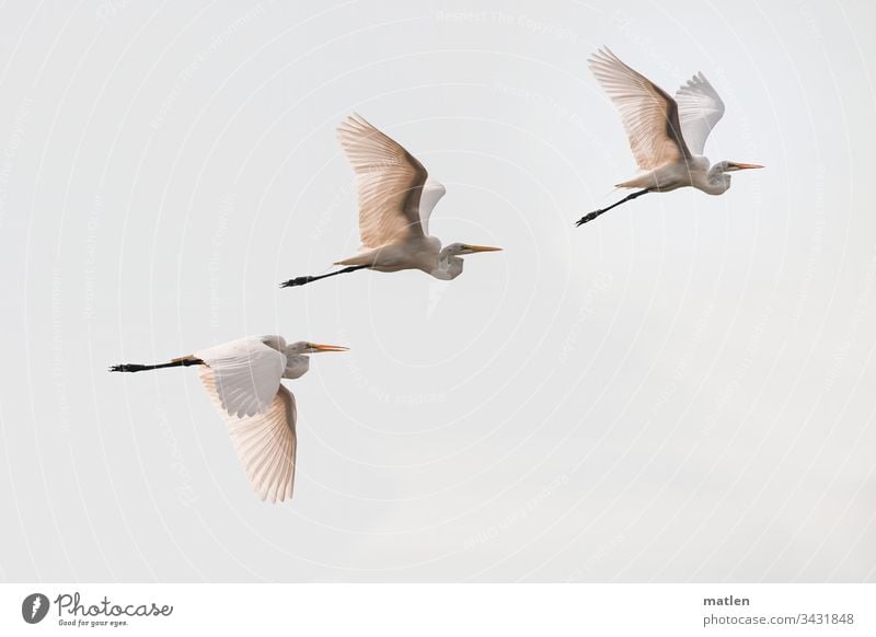 Silberreiher Vogel Schwarm fliegen Menschenleer Außenaufnahme Himmel Natur Wildtier Tag Farbfoto Tier trio