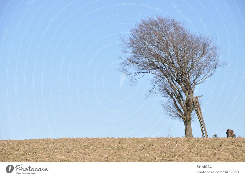 Hochsitz mit schräg angestellter Leiter lehnt an schräg gewachsenem Baum Winter Freisitz Jägersitz LAubbaum Ansitz Horizont Acker Feld Ackerkrume Blau