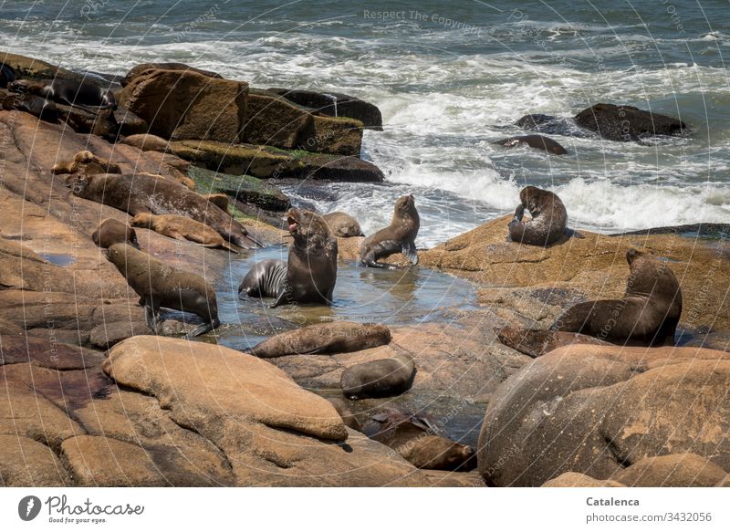 Ich bin der Herr der Pfütze brüllt der Seelöwe auf den Felsen, die Brandung rollt unbeeindruckt weiter Fauna Seelöwen Wellen Meer Wasser Gischt Menschenleer