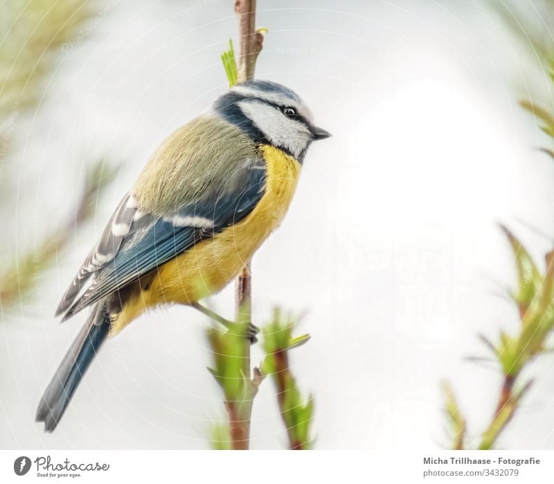 Blaumeise an einem Zweig Cyanistes caeruleus Meisen Vogel Tiergesicht Kopf Schnabel Auge Feder gefiedert Flügel Krallen Wildtier Zweige u. Äste Schönes Wetter