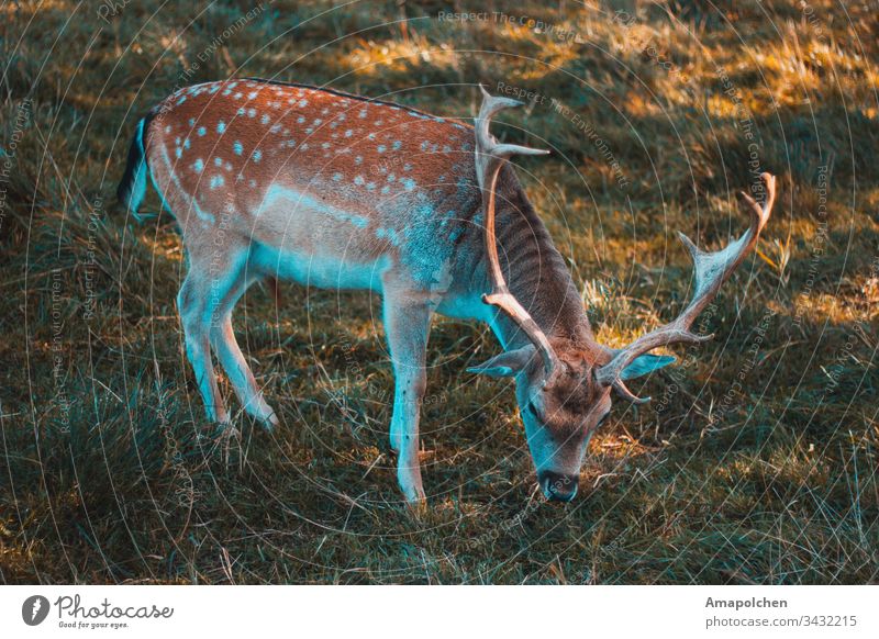 Dammwild beim grasen Jagd Hirsche Rehkitz dammwild Wildtier Wald Waldboden Herbst Frühling Umwelt Natur Heimat Jungtier Spaziergang Tier Tierfoto Säugetier