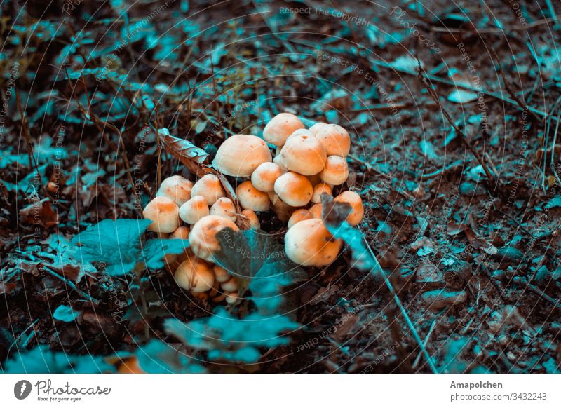 Pilze im Herbst Pilzhut pilze sammeln Wald Waldboden Dämmerung September Oktober Wildpflanze Pflanze Landschaft Natur Umwelt Ausflug Erntedankfest Halloween