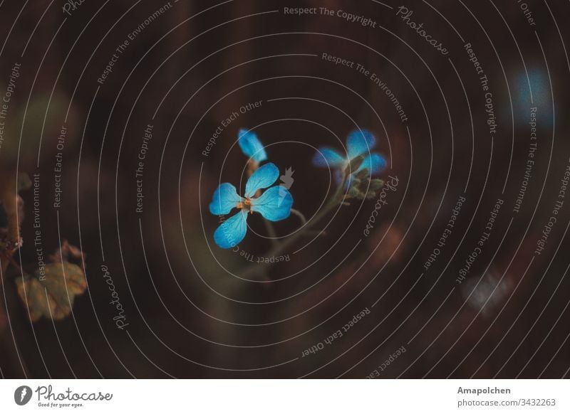 blaue Blüten auf dunklen Hintergrund Blütenpflanze Pflanze Blume Außenaufnahme Blütenblatt Blütenknospen Natur Detailaufnahme Makroaufnahme Frühling Nahaufnahme