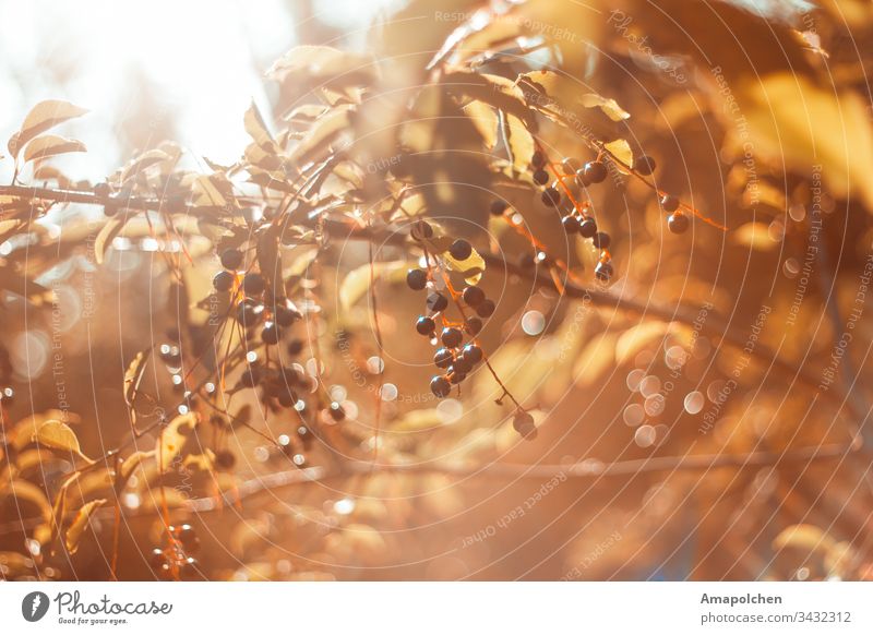 Schönes Naturfoto bei Gegenlicht Beeren Beerensträucher Umwelt Sommer Herbst Oktober Garten September Frucht Licht Ausflug Oktoberfest Erntedankfest Halloween