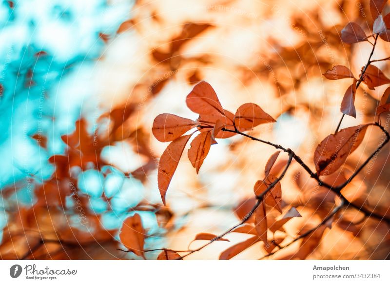 Herbst Blätter Orange Herbstlaub herbstlich Herbstfärbung Herbstbeginn Herbststimmung Herbstfarben Jahreszeiten Laubwerk Natur gelb Herbstsaison Herbstwetter