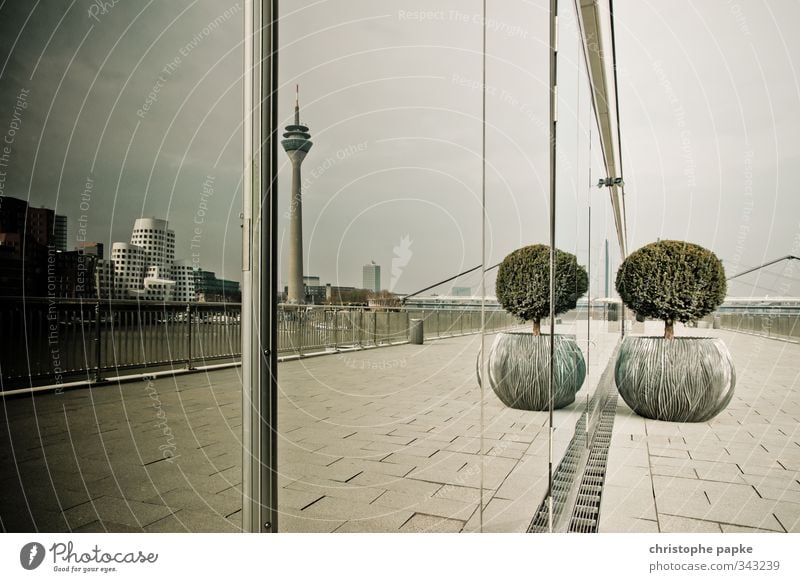 the other side Pflanze Baum Grünpflanze Topfpflanze Düsseldorf Stadt Stadtzentrum Menschenleer Turm Fassade Sehenswürdigkeit Symmetrie Medienhafen Gehry Bauten