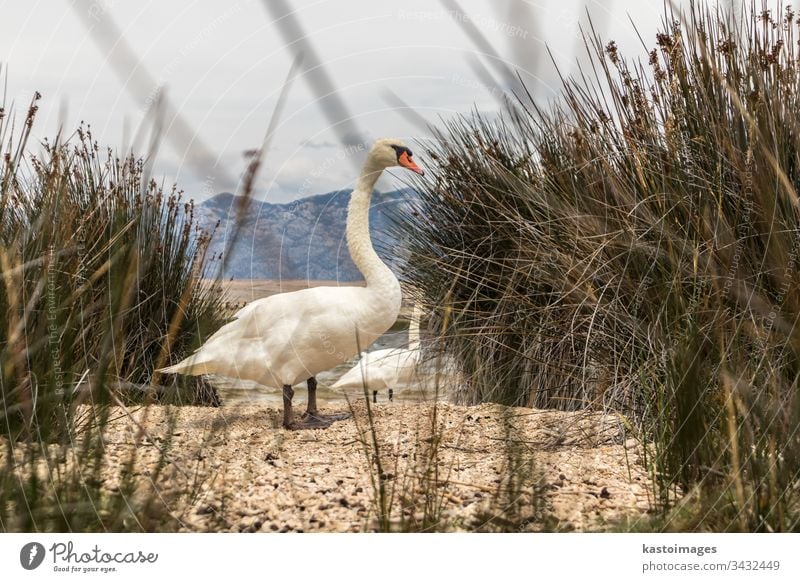 Singschwan im natürlichen Lebensraum. Schwäne sind Vögel der Familie Anatidae innerhalb der Gattung Cygnus wild cygnus Cygnus cygnus Vogel Natur See Tierwelt