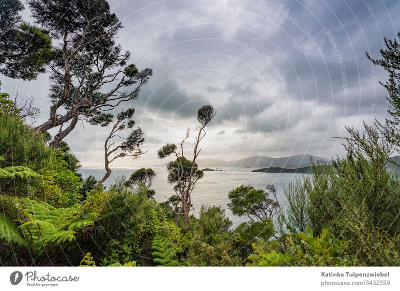 Motuara Island mit Blick auf Queen Charlotte Sound, New Zealand nature island Maori maoris jungle morning sun HDR summertime ocean landscape tourism