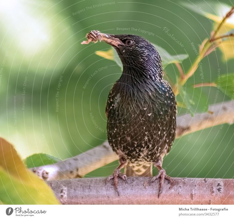 Star mit Futter für den Nachwuchs Vogel Sturnus vulgaris Tiergesicht Schnabel Flügel Krallen Feder Fressen Auge Wildtier Baum Zweige u. Äste Blatt glänzend