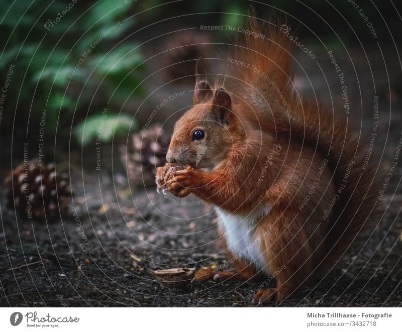 Fressendes Eichhörnchen auf dem Waldboden Sciurus vulgaris Wildtier Tiergesicht Fell Nagetiere Pfote Krallen Schwanz Ohr Tierporträt Tannenzapfen Nahaufnahme