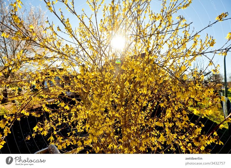 Forsythien ast außen blume blühen blüte erholung ferien frühjahr frühling garten himmel kleingarten kleingartenkolonie menschenleer natur pflanze ruhe