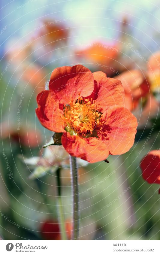 Garten Nelkenwurz geöffnete Blüte in orange Geum coccineum Gartenstaude Blumenbeet Staubgefäße nicht gefüllt gelb grün blau Hintergrund Aquarell Nahaufnahme